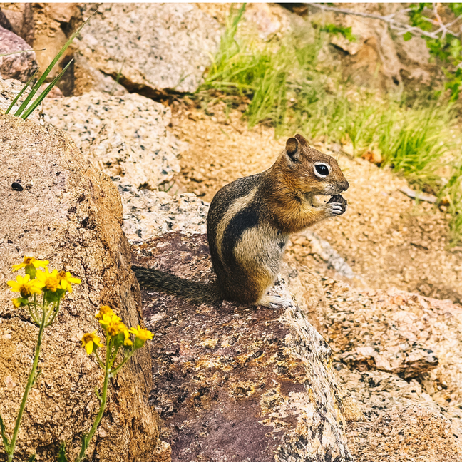 a chipmunk sitting on a rock in Manitou Springs, Colorado with yellow flowers